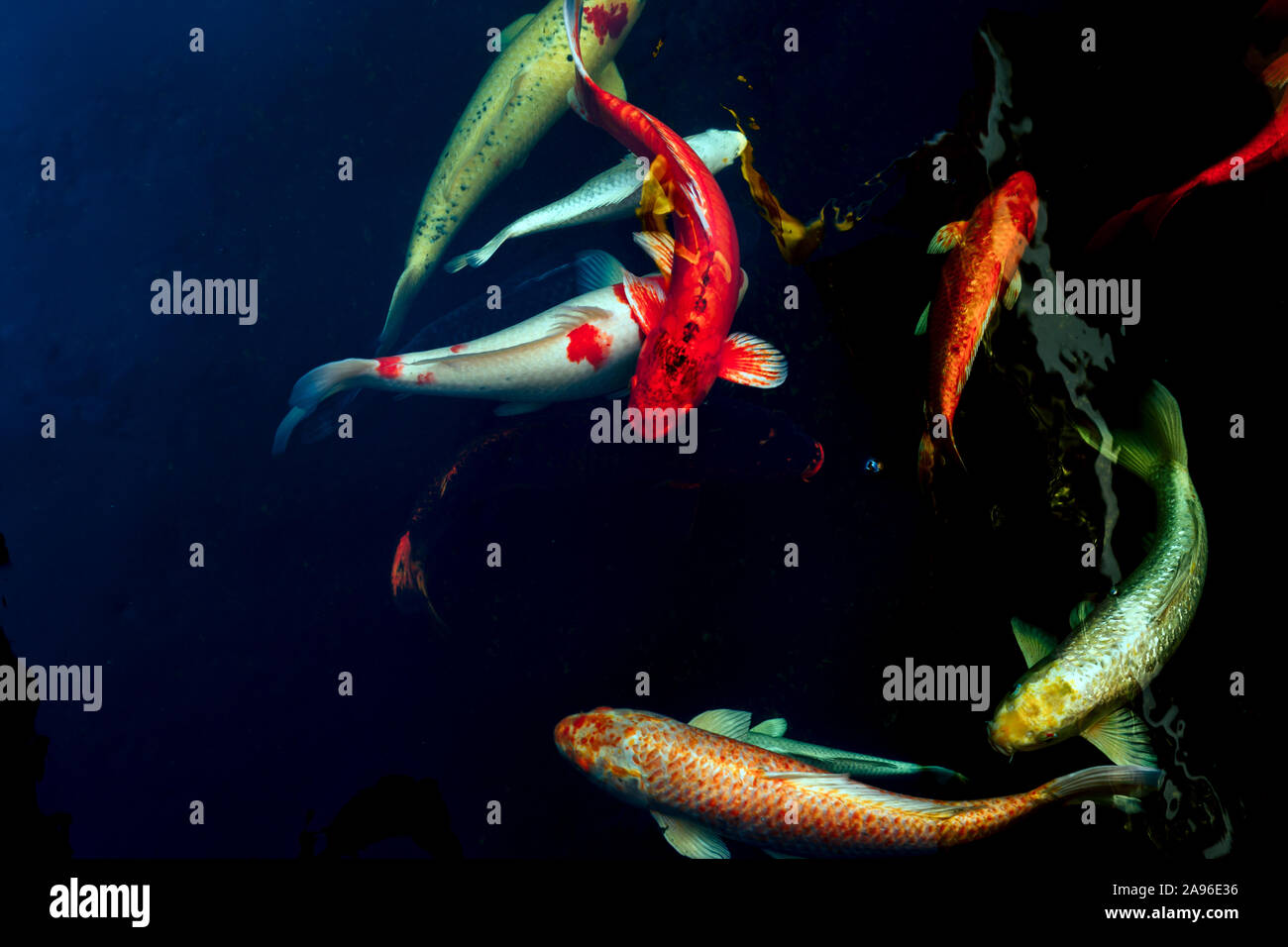 Koi fische schwimmen Fotos und Bildmaterial in hoher Auflösung