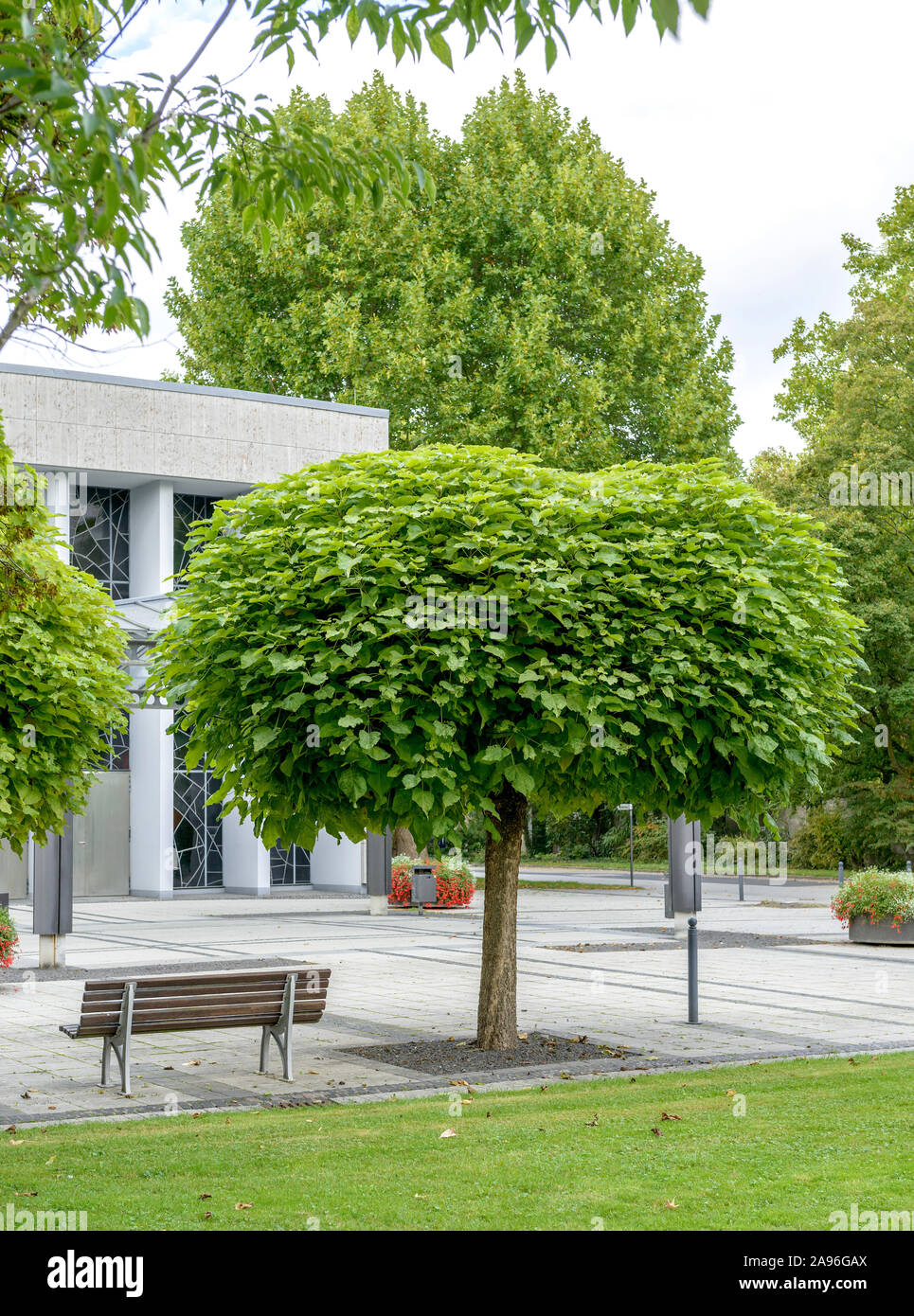 Kugel-Trompetenbaum (Catalpa bignonioides 'Nana') Stockfoto