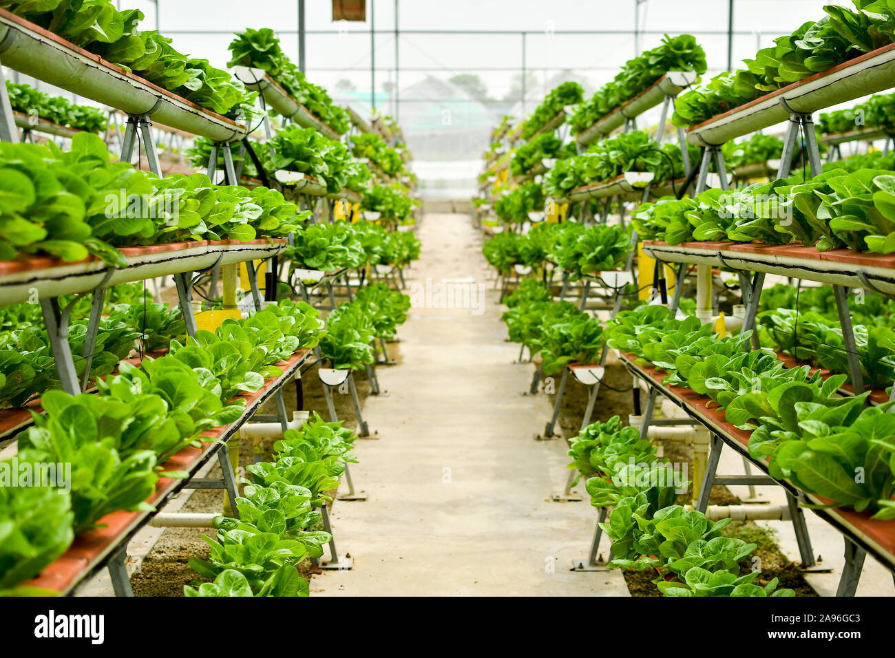 Reihen von Gemüse in organischen vertikale Landwirtschaft Stockfoto