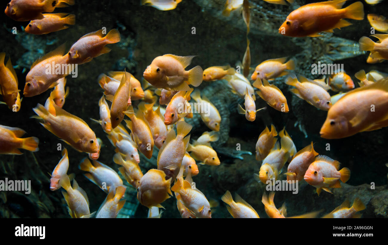 Floating Herde von gelben Fisch im Aquarium Stockfoto
