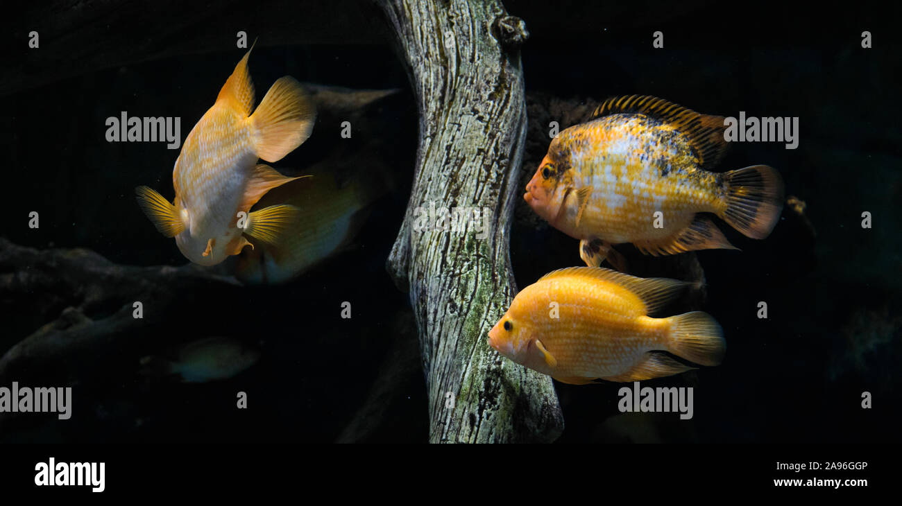 Floating Herde von gelben Fisch im Aquarium Stockfoto