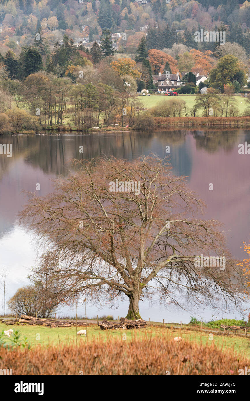 Baum ohne Blätter vor dem Hintergrund einer sehr stillen See in Grasmere im englischen Lake District National Park. Stockfoto