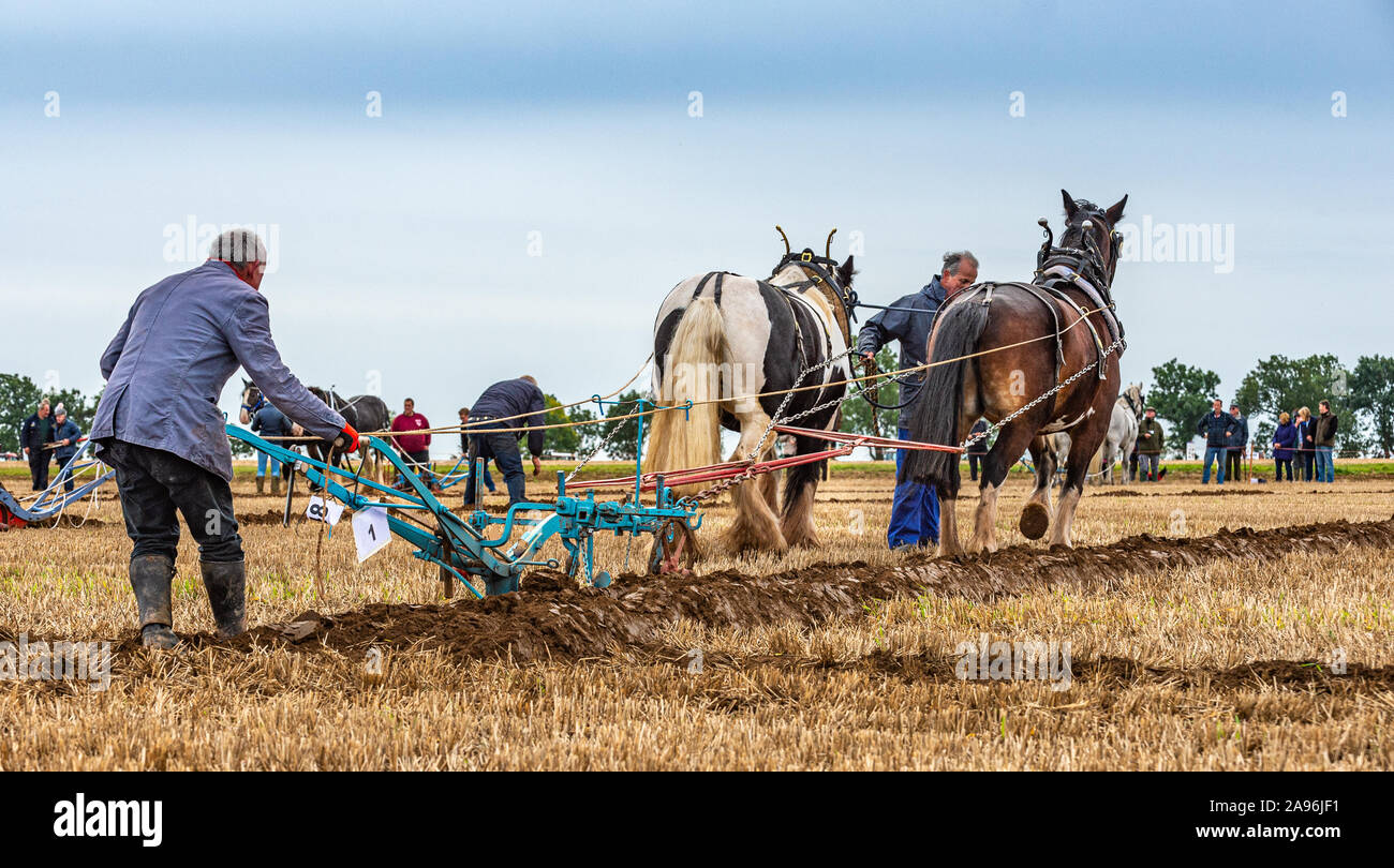 British National Pflügen Meisterschaften, Lincoln, Großbritannien - Schwere Pferde im Pflügen Wettbewerb Stockfoto