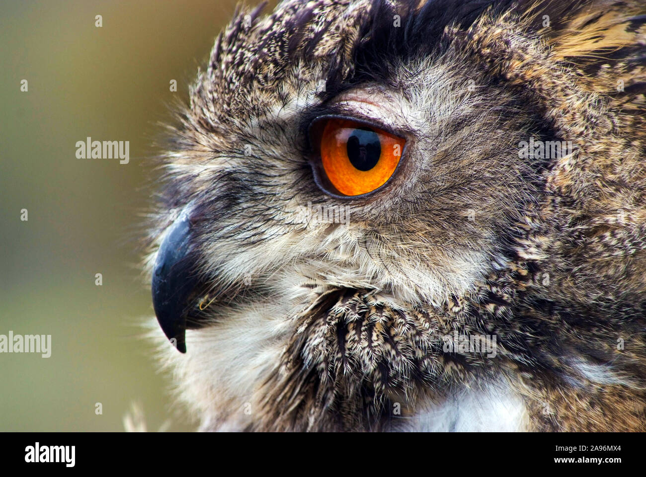 Europäische Uhu Nahaufnahme Stockfoto