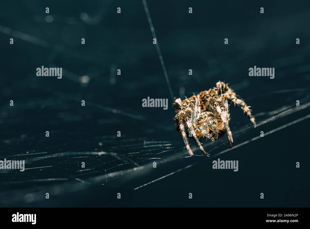 Eine Spinne im Freien in der UK, saß auf seiner Website mit einem dunklen Hintergrund Stockfoto