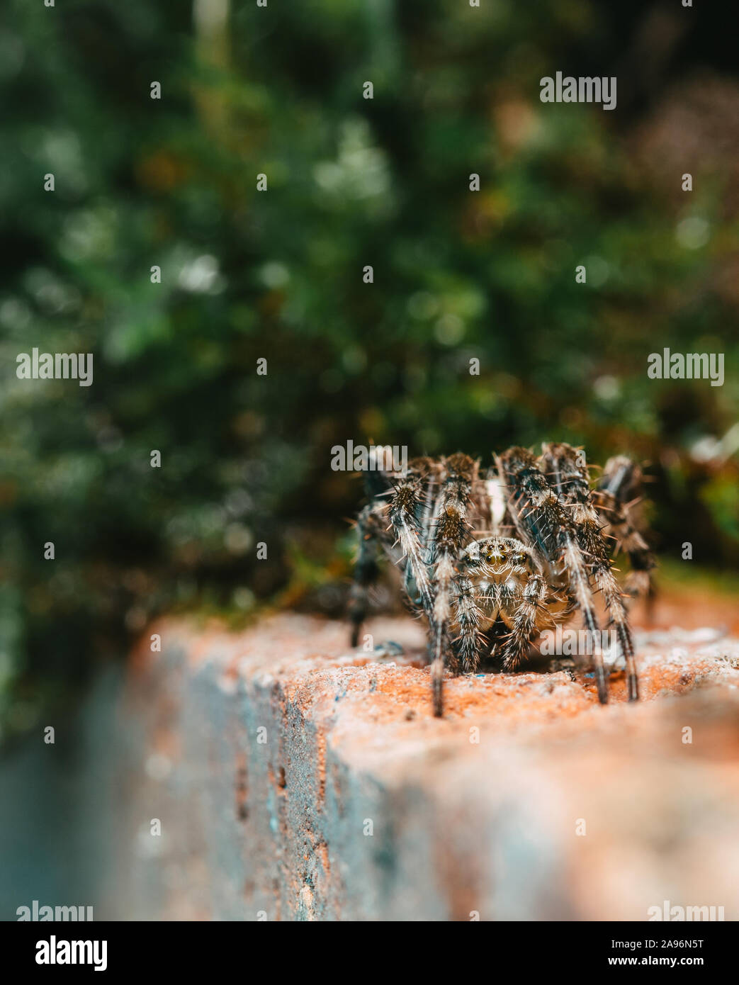 Eine Spinne im Freien in der UK, saß auf einer Ziegelmauer umgeben von Moss Stockfoto