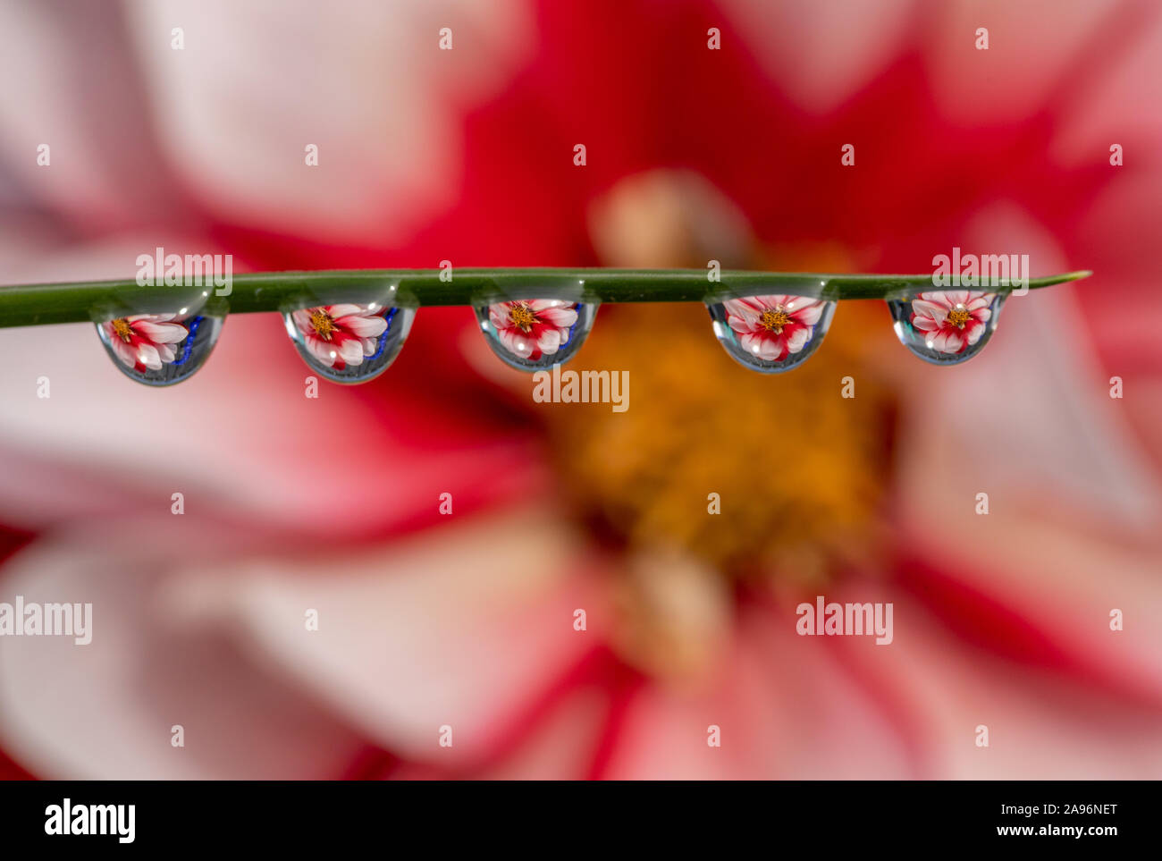Wassertropfen auf einem Grashalm mit einer Blume Hintergrund Brechung Stockfoto