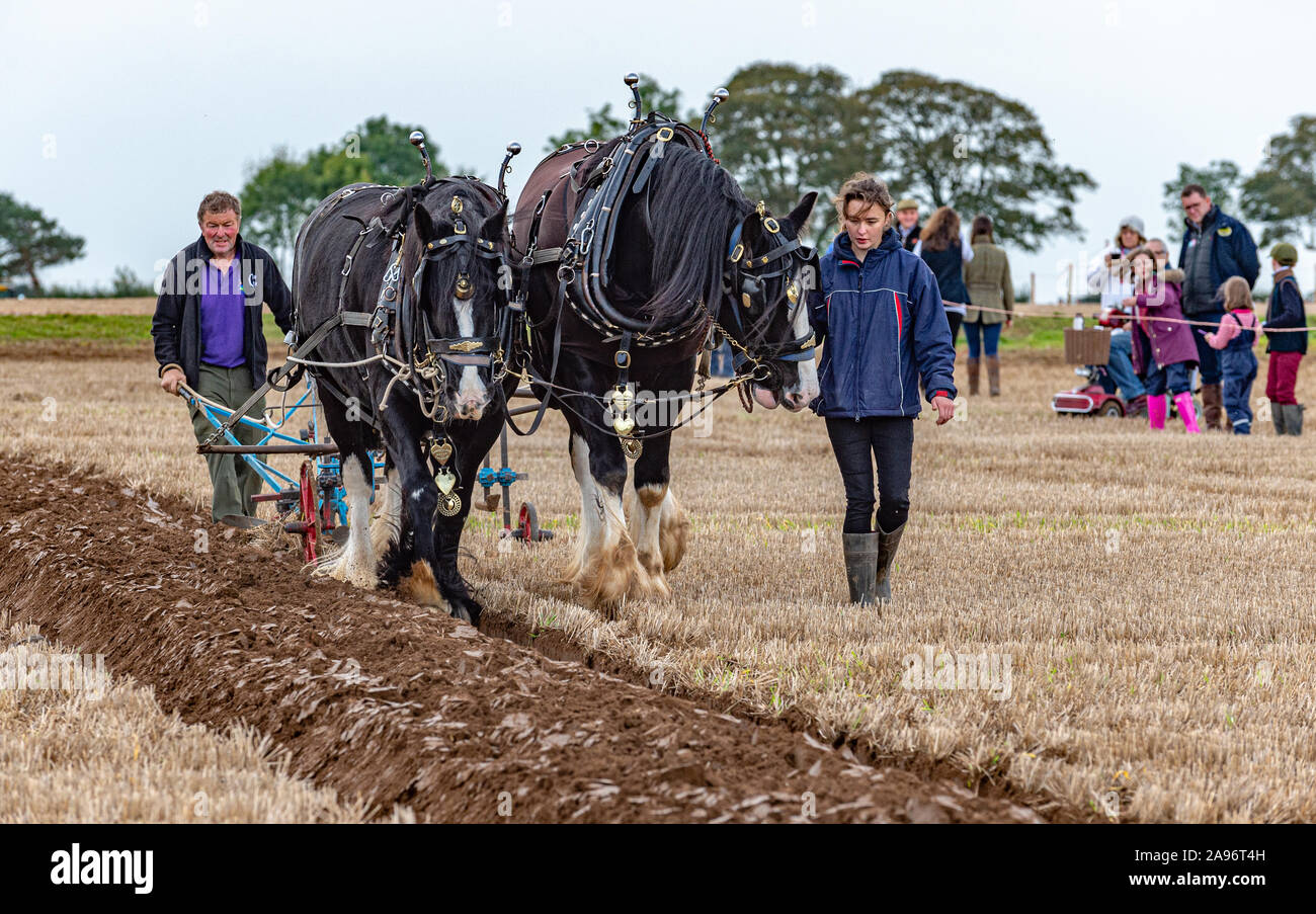 British National Pflügen Meisterschaften, Lincoln, Großbritannien - Schwere Pferde im Pflügen Wettbewerb Stockfoto