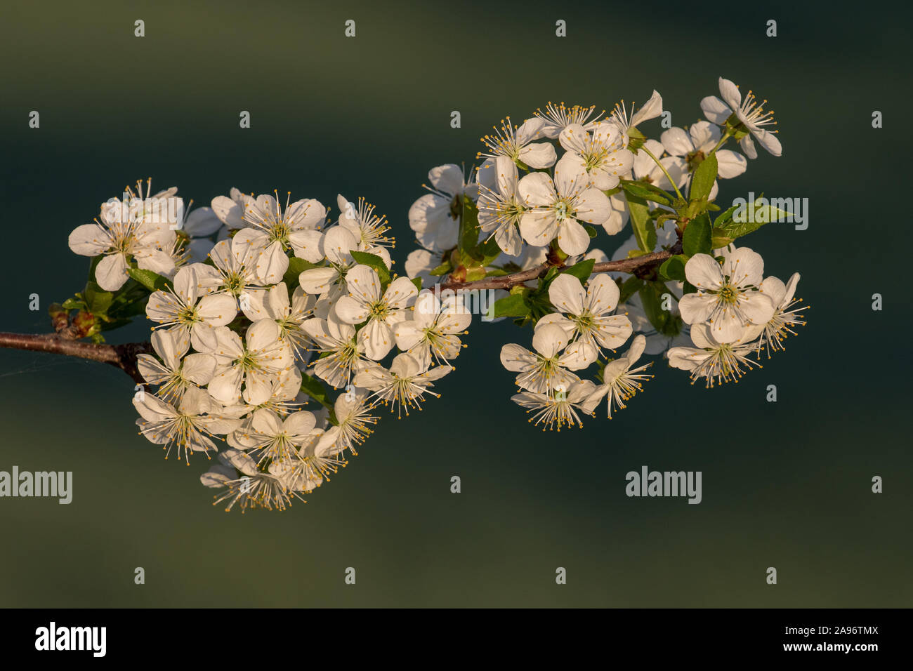 Schönen blühenden Aprikosen Blumen im Frühling Stockfoto