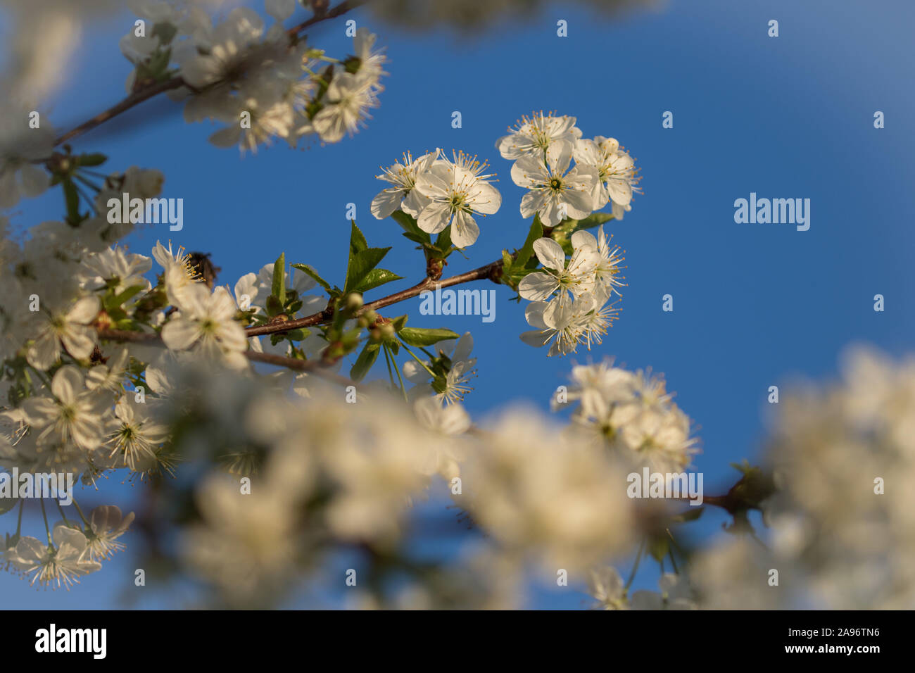 Blooming apricot Blumen in einem schönen Morgen Licht im Frühjahr Stockfoto