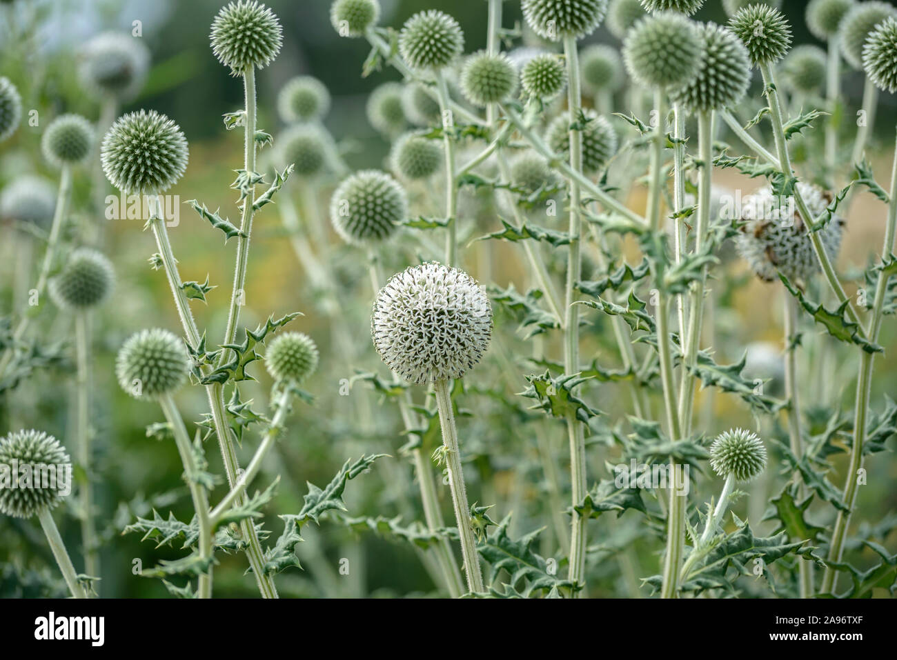 Kugel-Distel (Echinops sphaerocephalus) Stockfoto