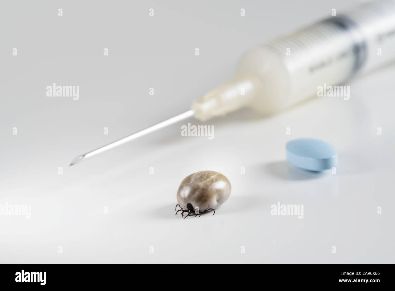 Brauner hund Tick, Spritze mit Impfstoff und blaue Pille auf weißem Hintergrund gefüllt Fülle Stockfoto