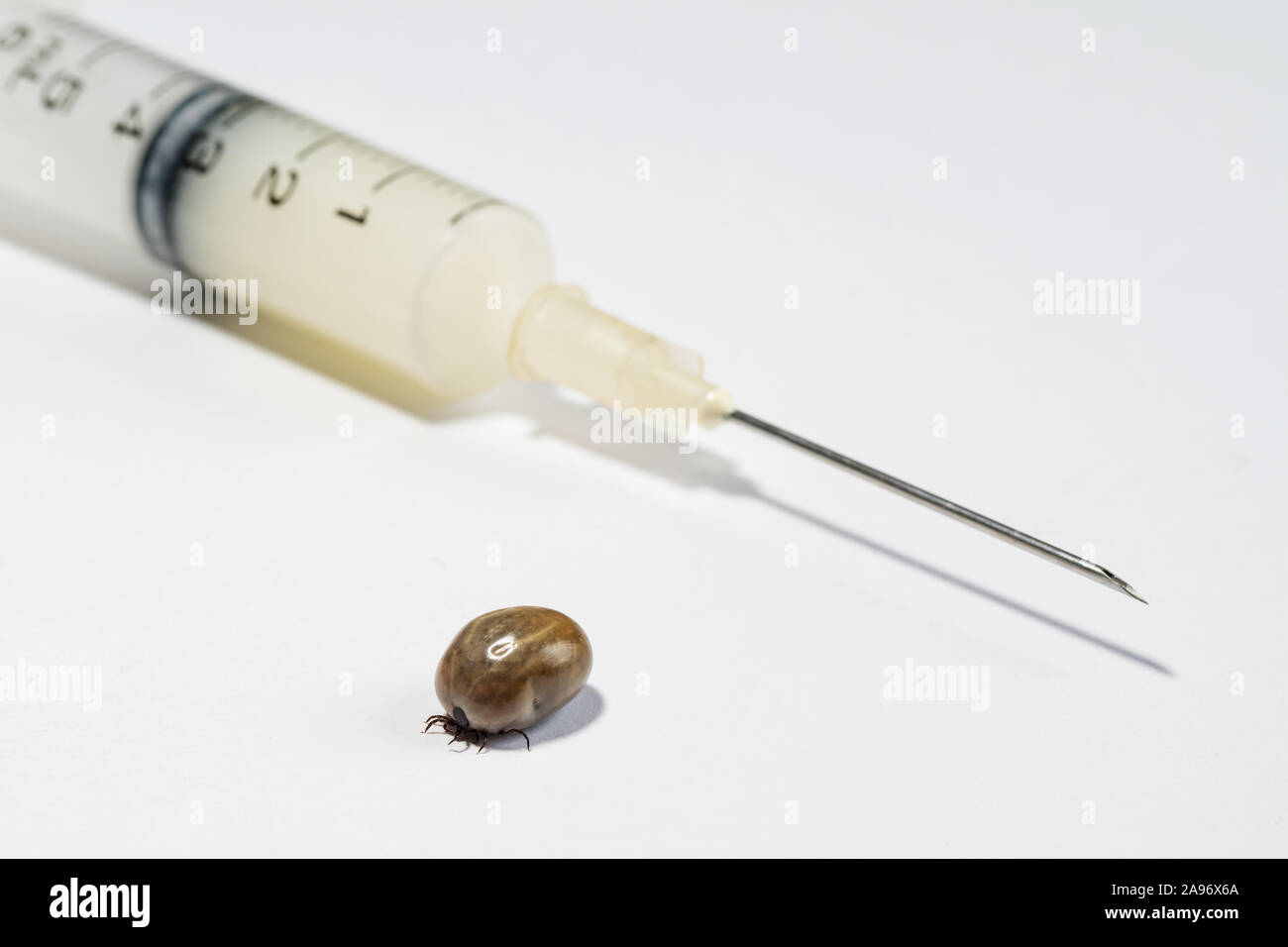 Infizierte Zecke und die Spritze mit Impfstoff auf weißem Hintergrund verstopften Stockfoto