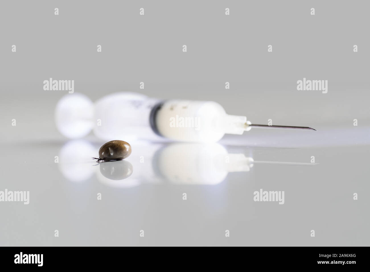 Infizierte Zecke und die Spritze mit Impfstoff auf weißen reflektierenden Oberfläche verstopften Stockfoto