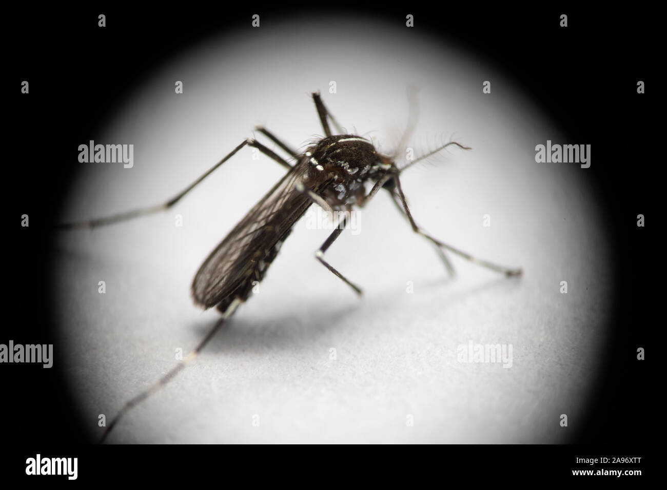 Extreme Nahaufnahme von isolierten Tigermücke durch vignettierten Umfang. Virus, Infektionskrankheiten und Parasiten. Stockfoto