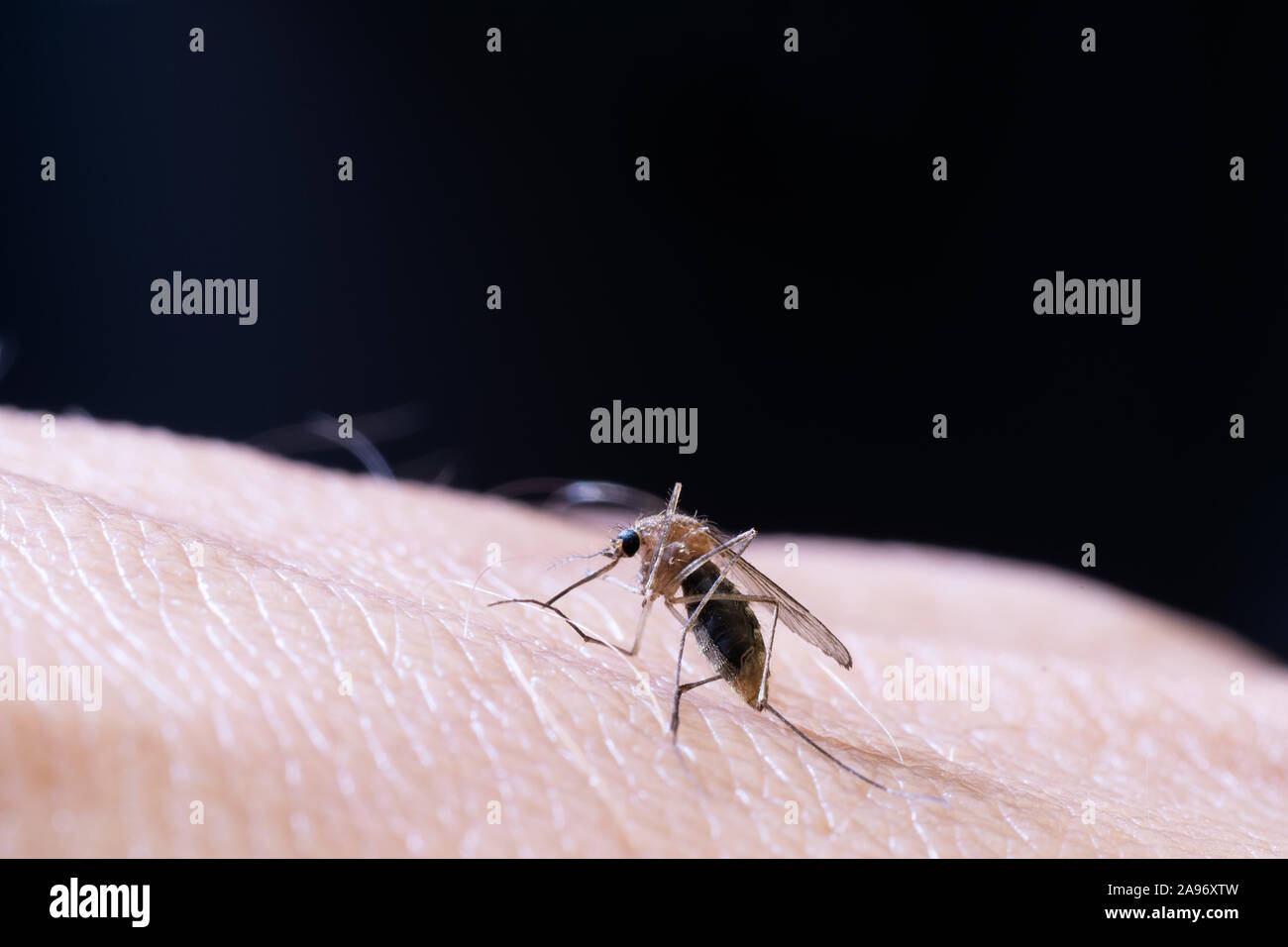 Makro des weiblichen Moskitos auf der Oberfläche der menschlichen Haut und schwarzen Hintergrund. Virus, Infektionskrankheiten und Parasiten. Stockfoto
