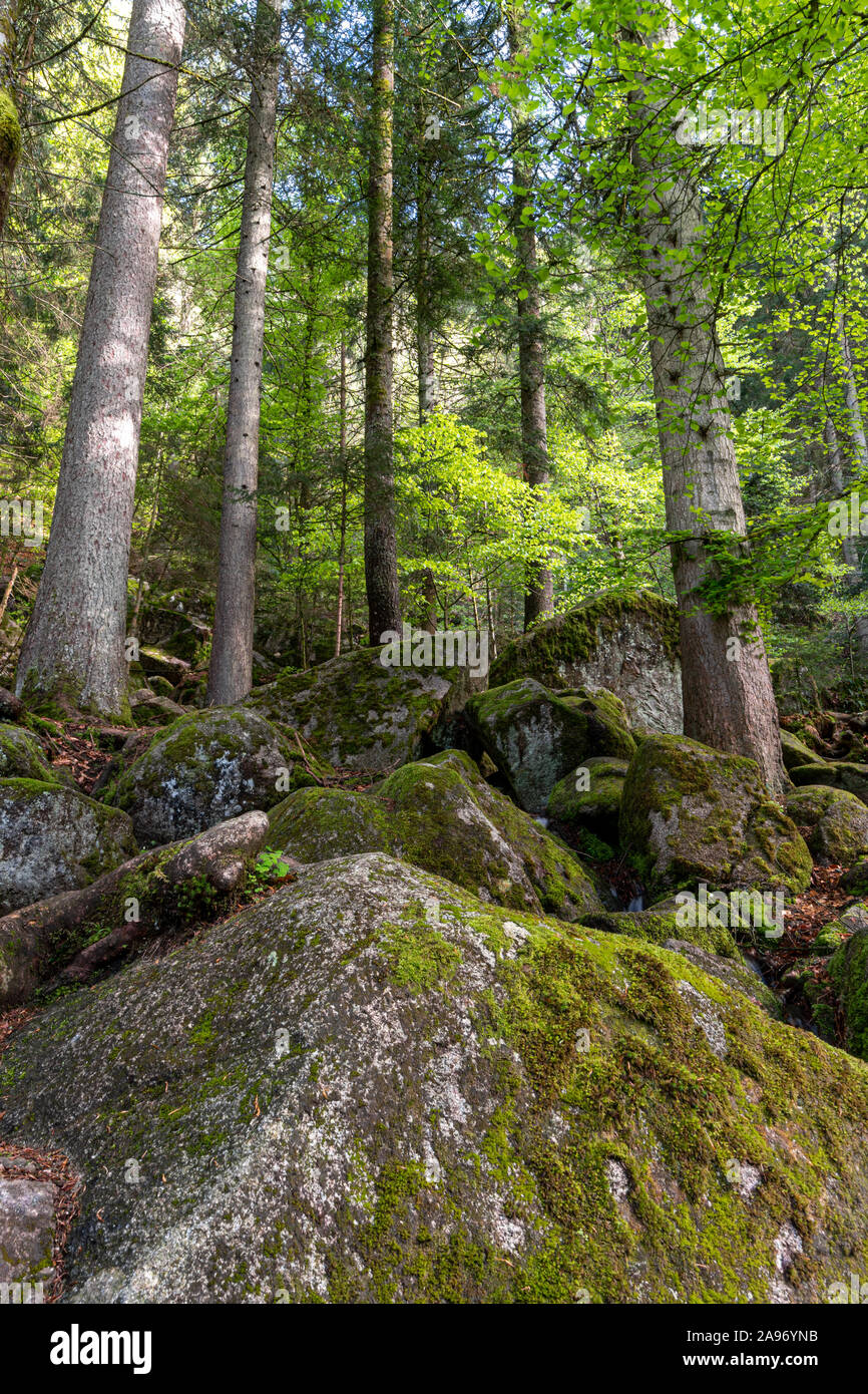 Sonnenstrahlen durch dichten Bäumen Äste im dichten grünen Wald in Deutschland im Frühling Stockfoto