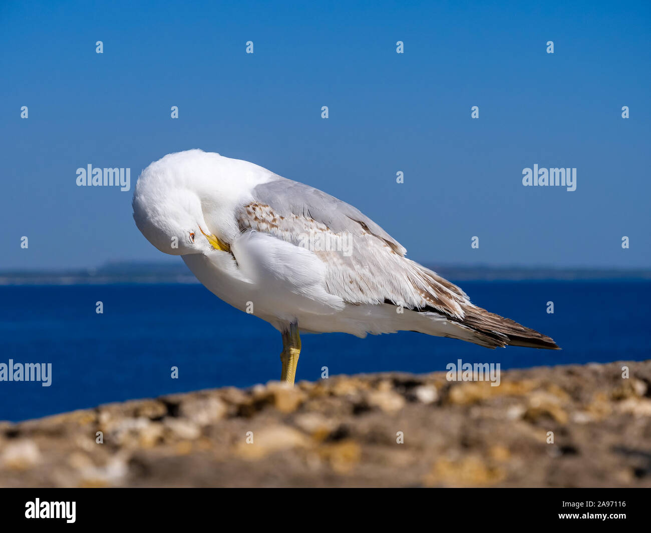 Seagull Pflege sein Gefieder am Meer vor einem blauen Himmel Hintergrund Stockfoto