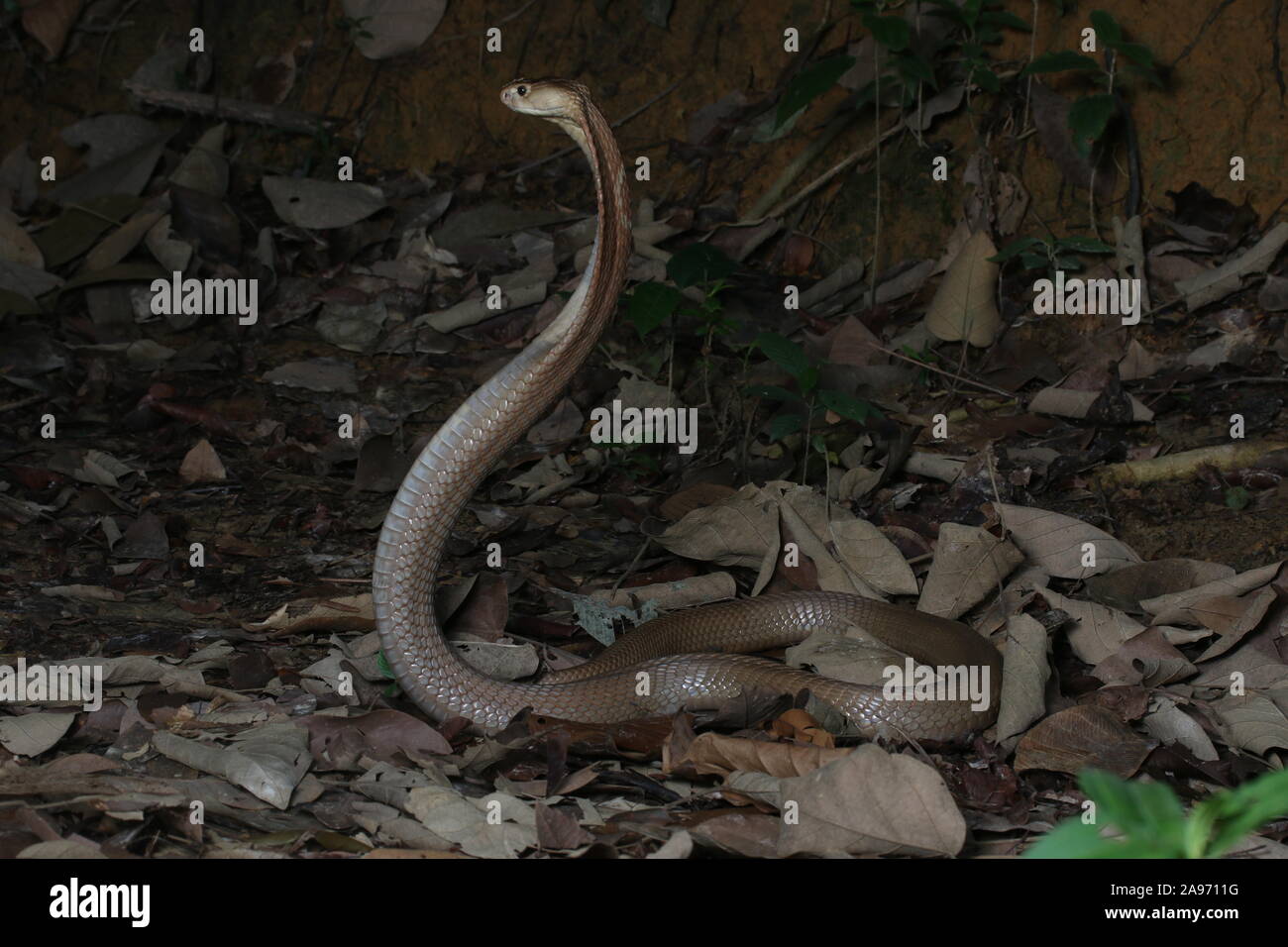 Monocled Kobra, Naja monocellate kouthia, Cobra, Stockfoto