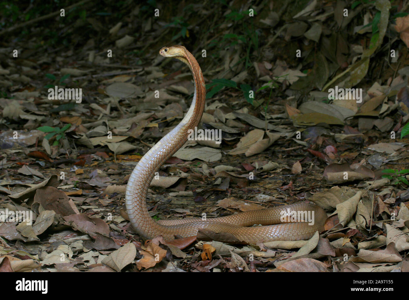 Monocled Kobra, Naja monocellate kouthia, Cobra, Stockfoto