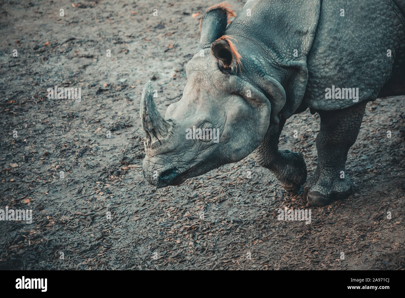 Dirty Rhino auf dem schlammigen Boden in einen Zoo Stockfoto