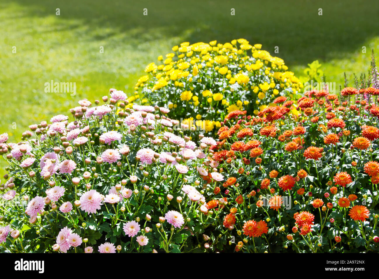 Verschiedene Chrysanthemen im Garten Stockfoto