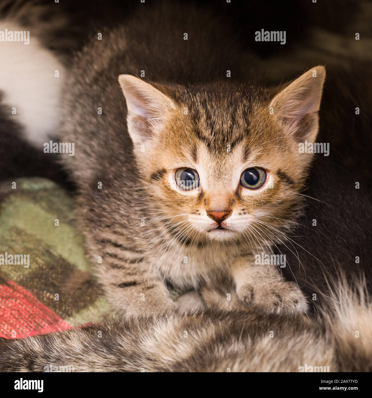 Neugierig darauf bedacht, brown Tabby kitten Portrait. Junge Hauskatze Nahaufnahme. Felis silvestris catus. Wenig wide eyed Kitty mit schwarzer runder Schüler niedlich. Stockfoto