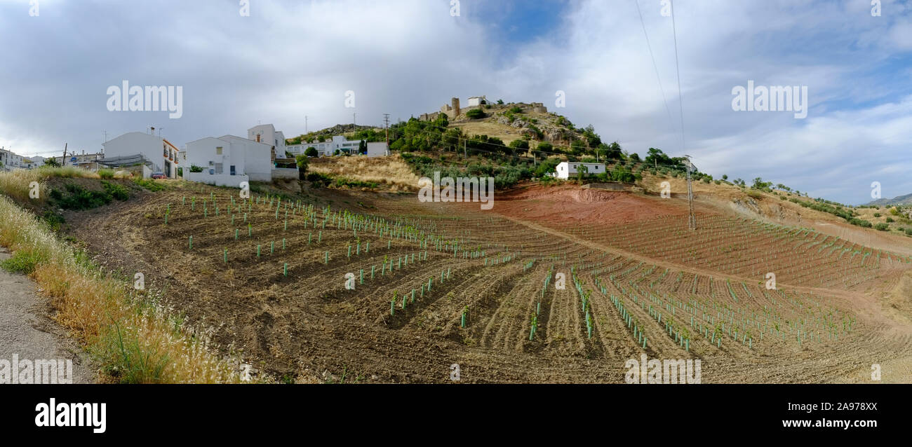 Weinstock Setzlinge wachsen an den Hängen unterhalb der Burg in der Altstadt von Carcabuey, Cordoba, Andalusien. Spanien Stockfoto
