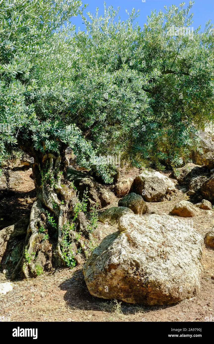 Knorrige Stamm einer alten Olivenbaum in der Sierra Subbetica, Provinz Córdoba, Andalusien, Spanien Stockfoto