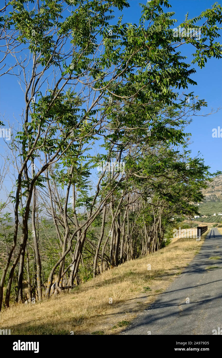 Ein Abschnitt der Via Verde, oder Greenway, einem umgebauten Öl Bahn jetzt von Wanderern und Radfahrern genutzt. Nr Zuheros, Sierra Subbetica, Andalusien, Spanien Stockfoto