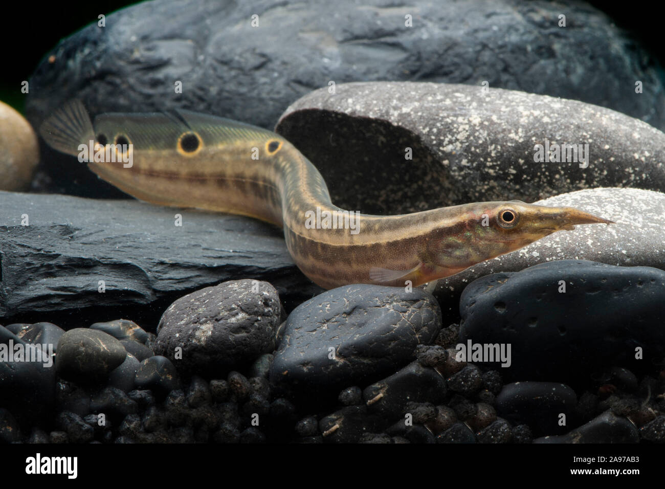 Macrognathus siamensis, Pfauen-Stachelaal, Peacock Aal Stockfoto