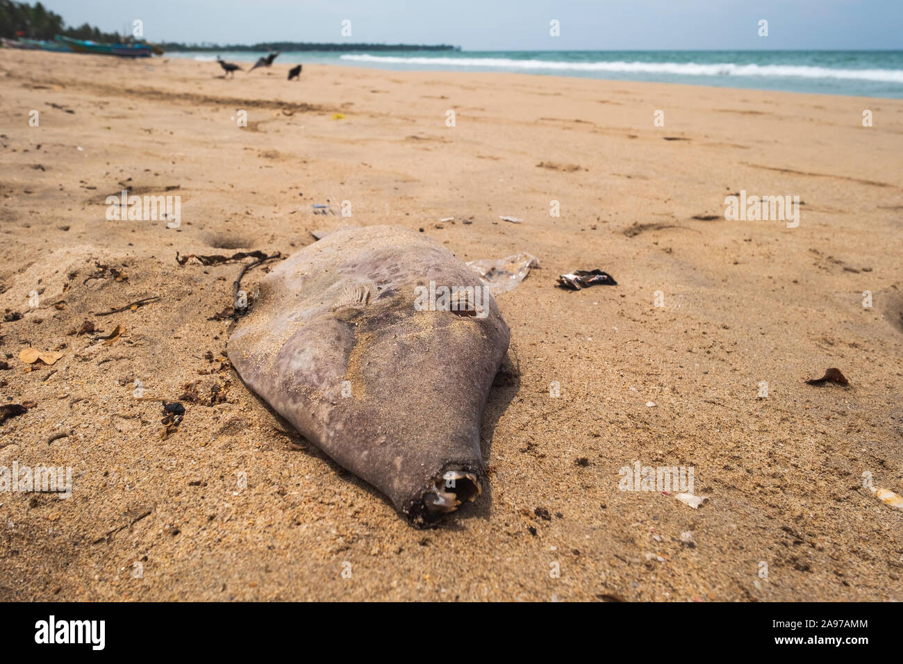 Tote Fische auf sandigen tropischen Strand am blauen Himmel. Giftige Wasser problem. Stockfoto