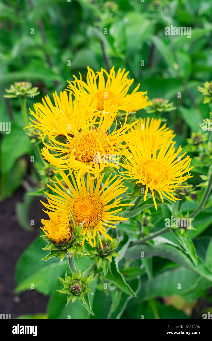 Elecampane Blumen blühen, Inula helenium, mit grünen Blätter Hintergrund Stockfoto