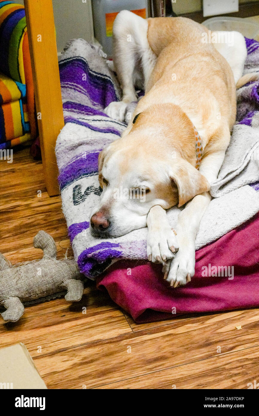 Gelangweilt, müde, Golden Retriever Hund auf Decken Stockfoto