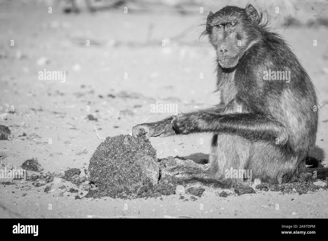 Chacma baboon Sitzen und Essen in Schwarz und Weiß im Welgevonden Game Reserve, Südafrika. Stockfoto