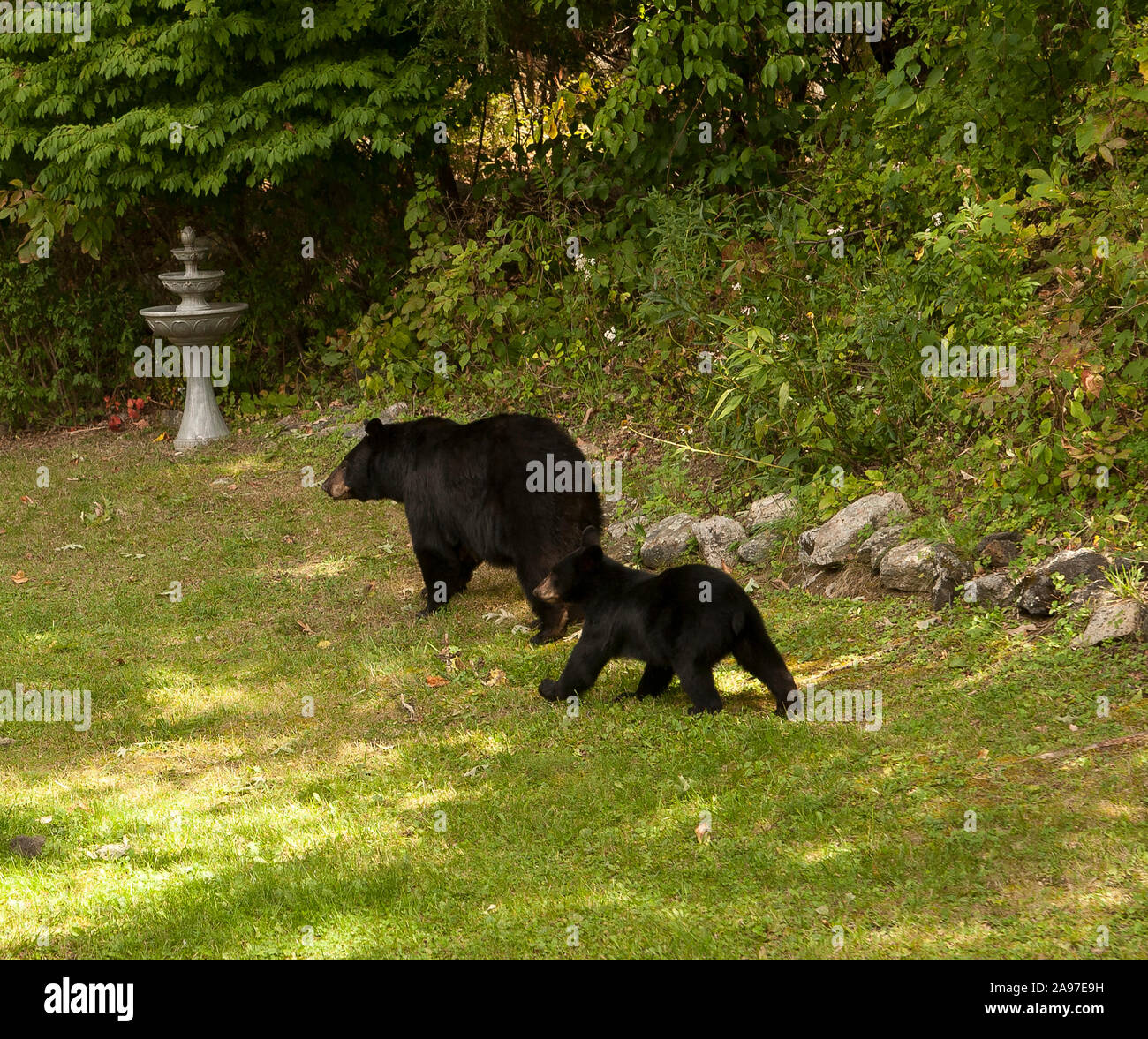 Mama schwarzer Bär und Baby Bär Stockfoto