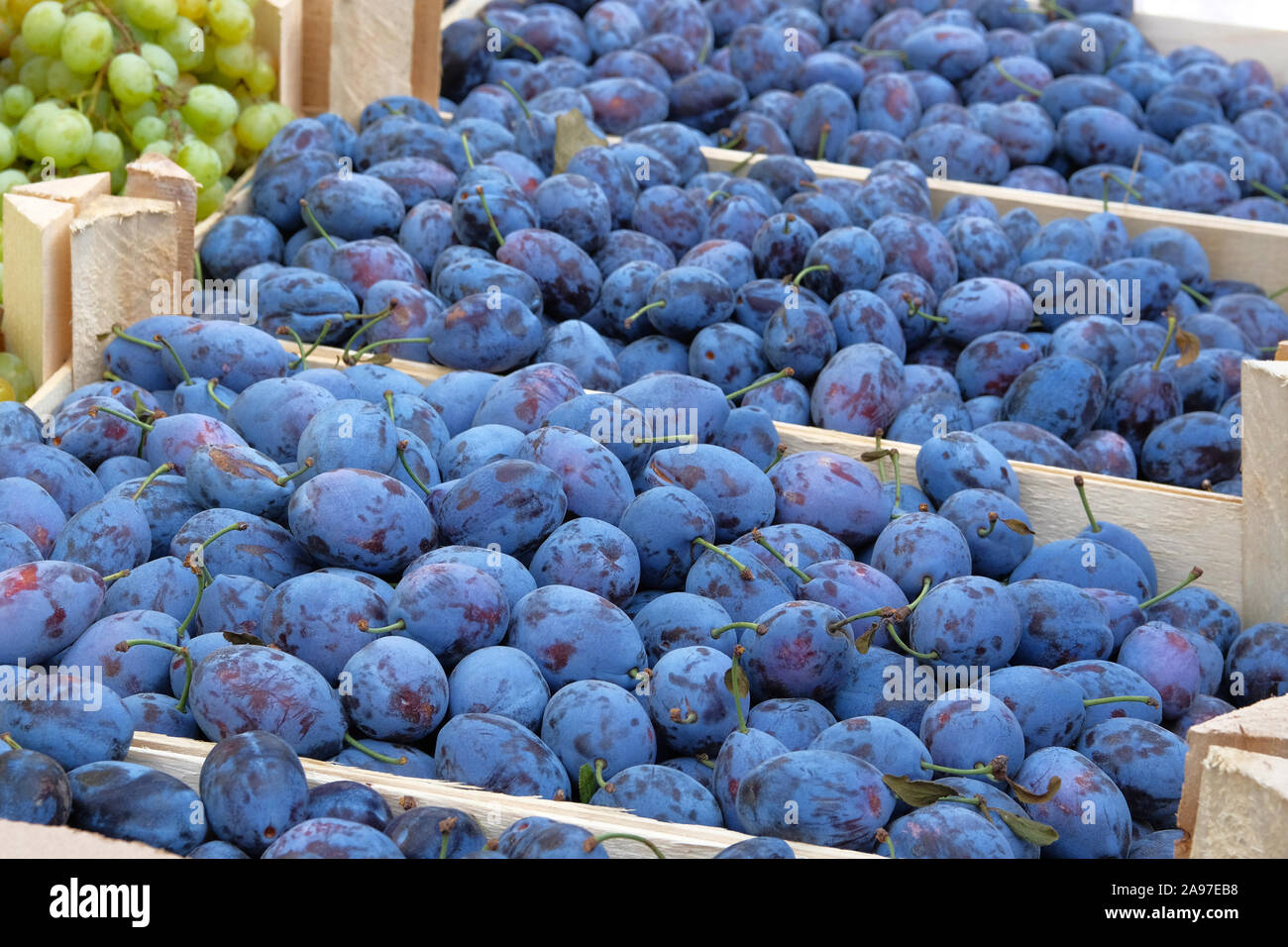 Organische, blaue Pflaumen im Holzkasten sind an den lokalen Obst Landwirtschaft Markt verkauft. Verkauf der Früchte nach der Ernte. Pflaumen in greengrocery. Stockfoto
