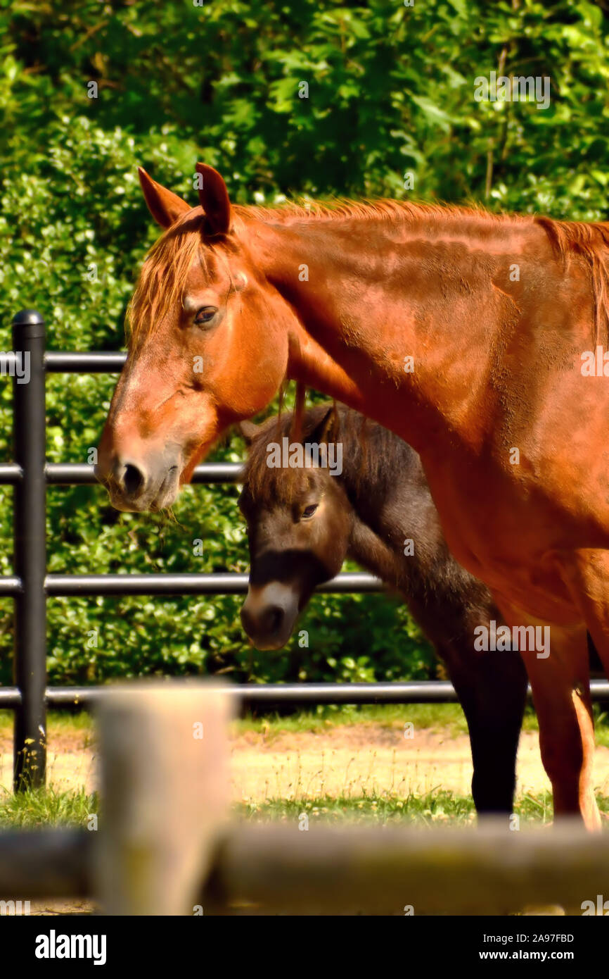 Bodyguard Pferd seinen kleinen Bruder schützen Stockfoto