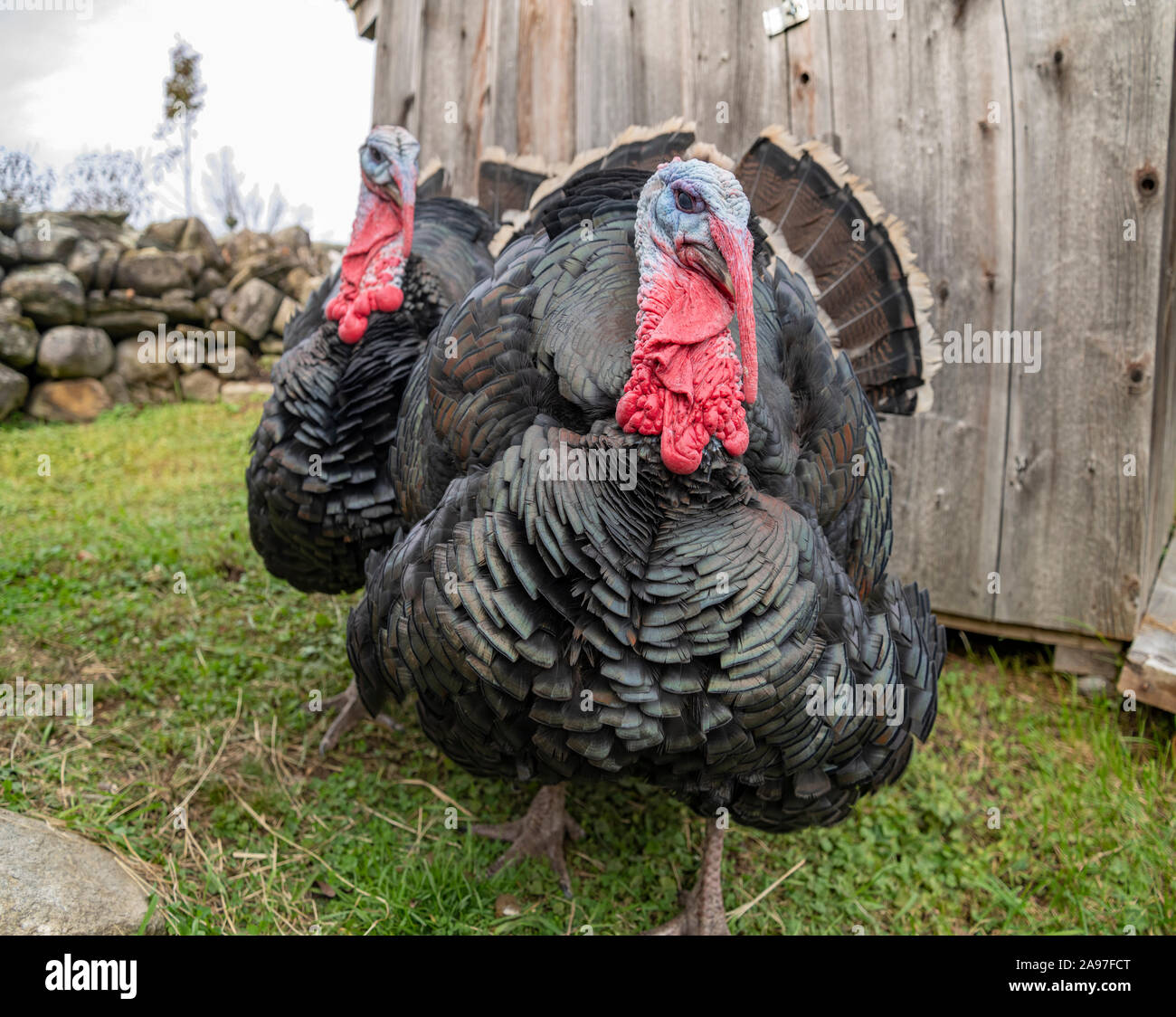 Paar männliche inländischen Türkei in Hof Stockfoto