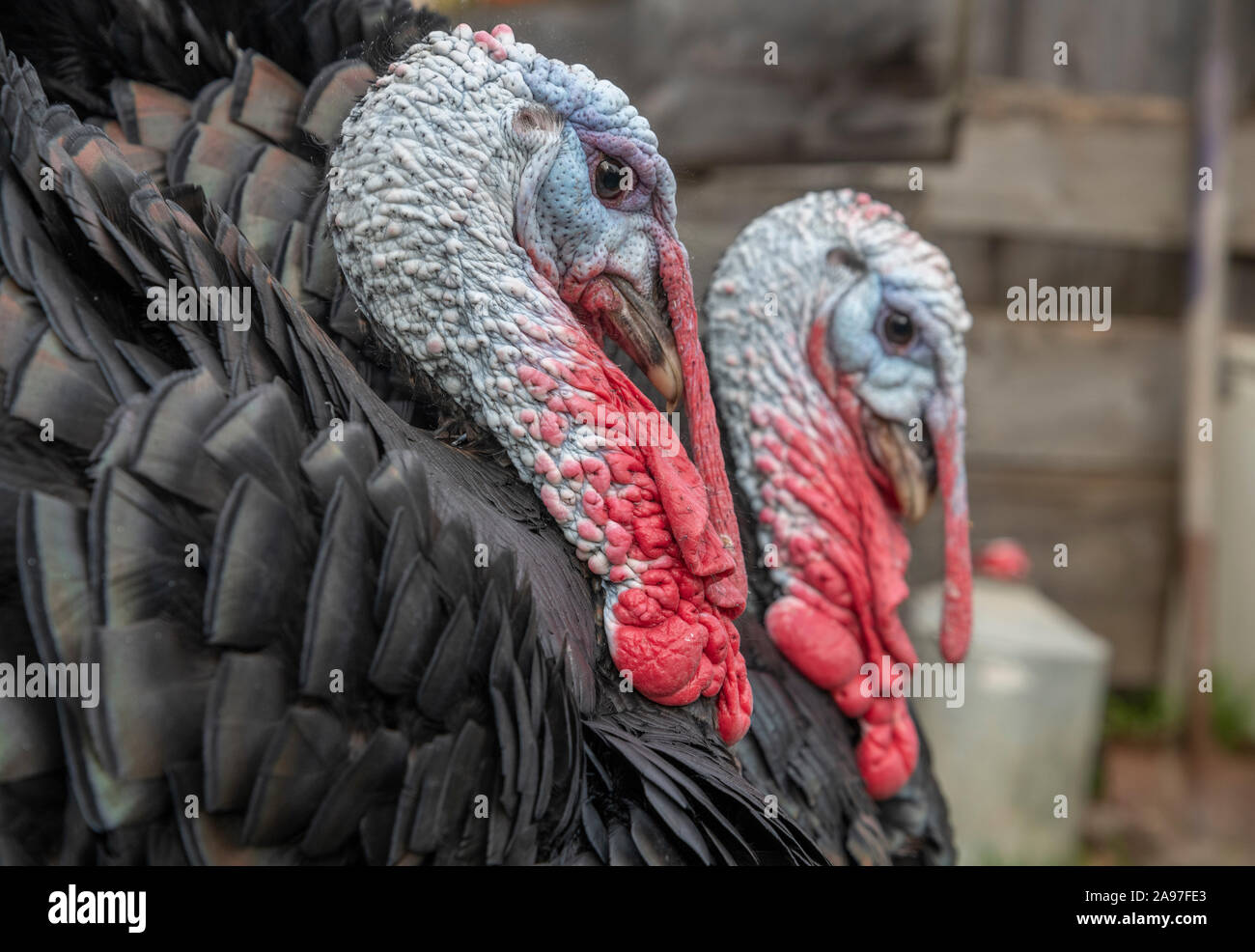 Paar männliche inländischen Türkei in Hof Stockfoto