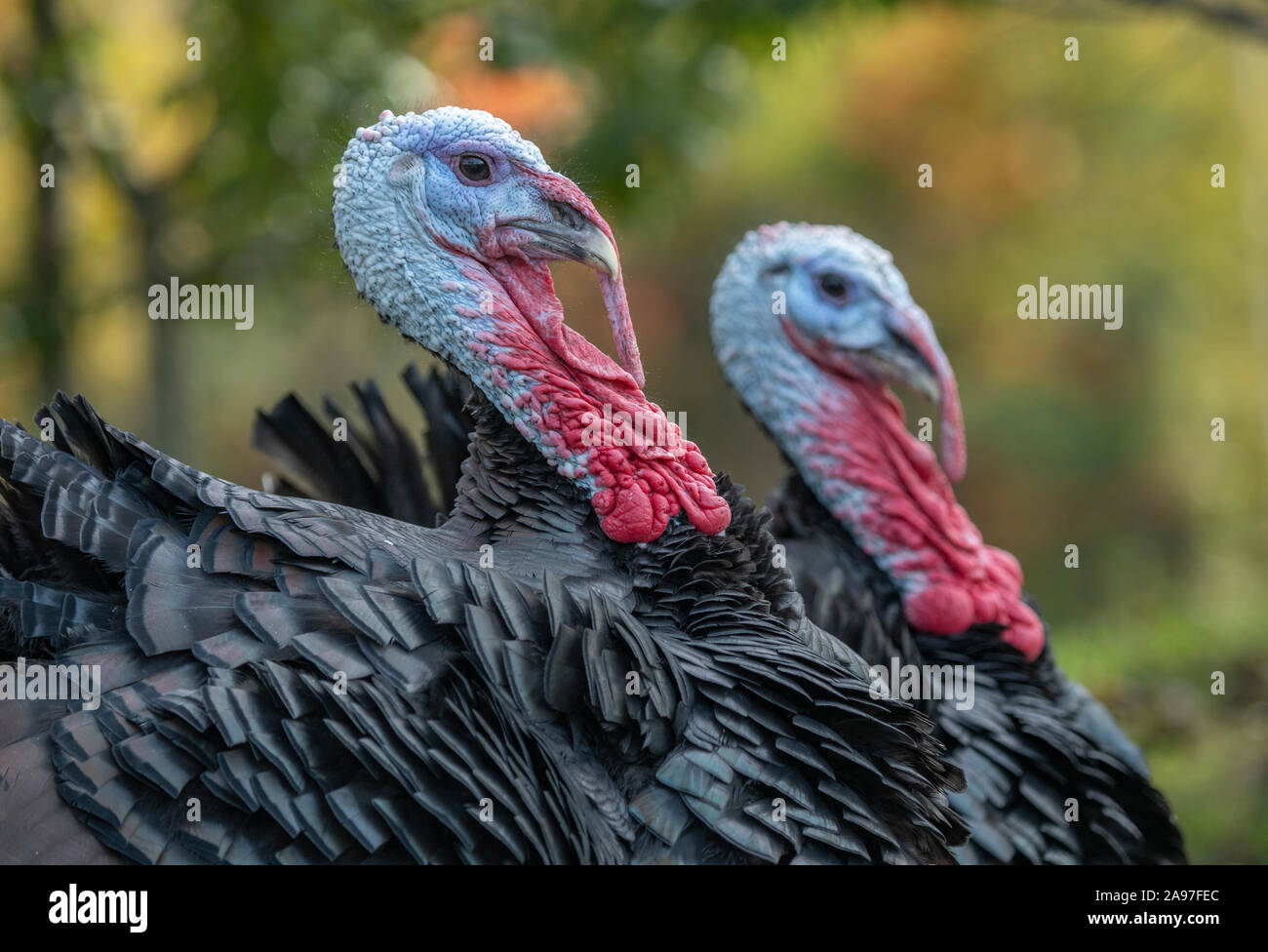 Paar männliche inländischen Türkei in Hof Stockfoto