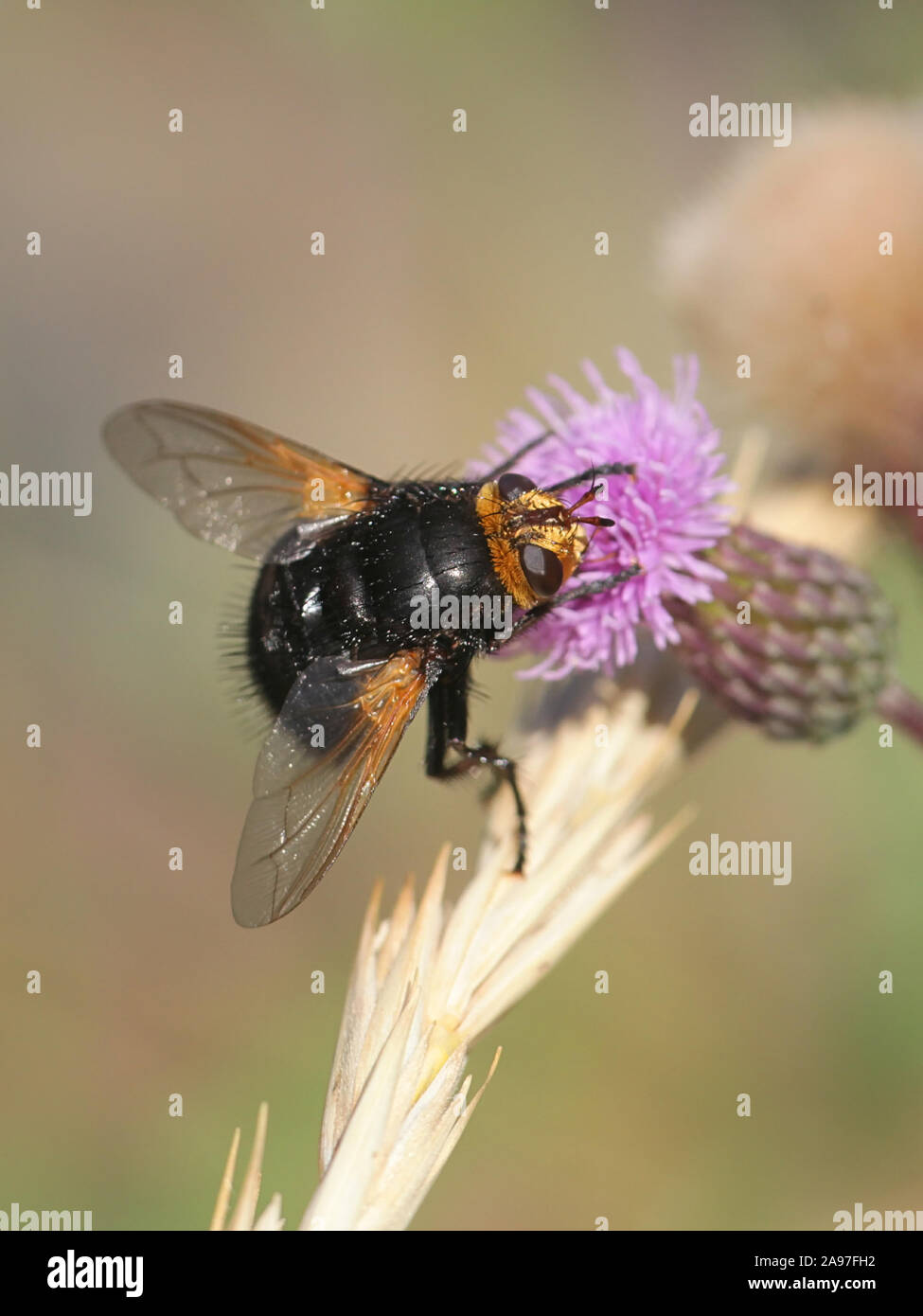 Volucella pellucens, bekannt als die Zona pellucida Fliegen oder große Pied-Hoverfly Stockfoto
