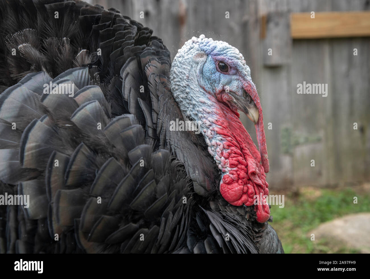 Inländische männliche Türkei Vogel Stockfoto