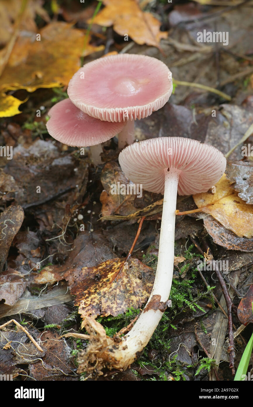 Mycena rosea, wie die rosigen Motorhaube bekannt, rosa Pilz aus Finnland Stockfoto