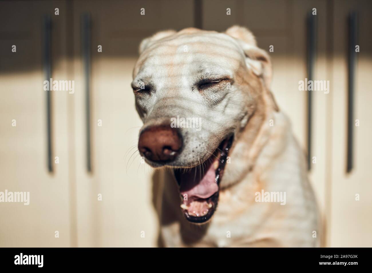 Portrait von müde Hund. Labrador Retriever Gähnen gegen Küche zu Hause. Stockfoto