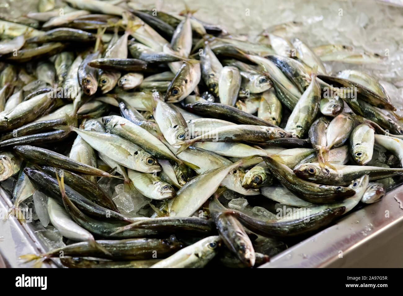 Fischhändler zeigen frische Sardinen, die am selben Tag auf dem Fisch- und Produktmarkt in Olhao gefangen wurden. Olhao Algarve, Portugal. Stockfoto
