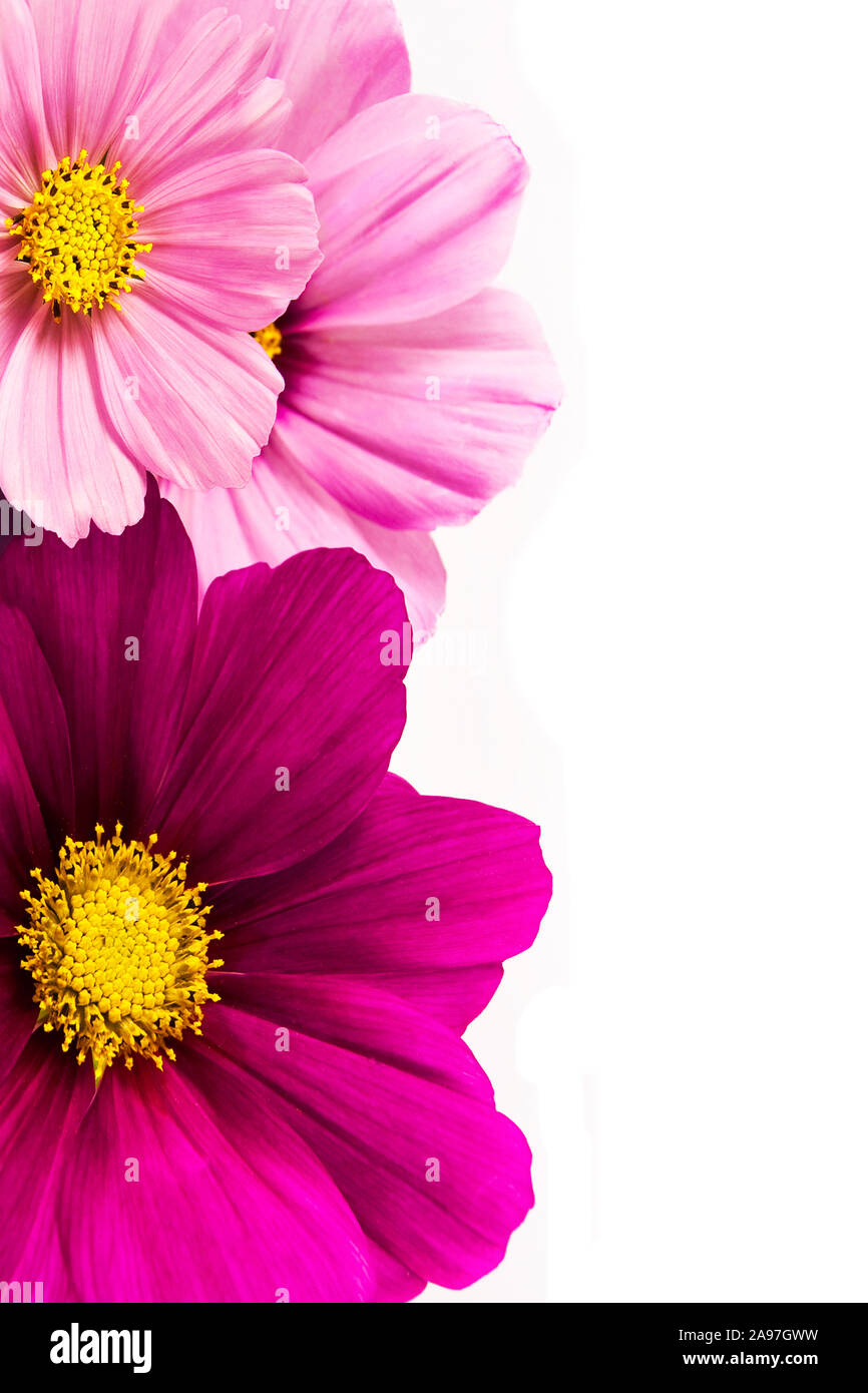 Rosa und Lila Anemonen Nahaufnahme Stockfoto