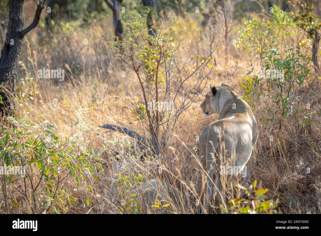 Löwin stehend im Gras und in Welgevonden Game Reserve, Südafrika. Stockfoto