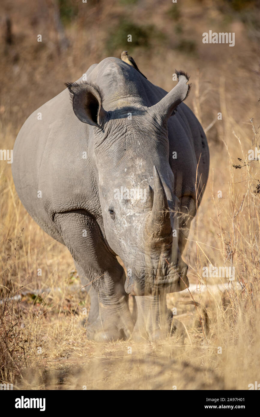 White Rhino starring in die Kamera in der Welgevonden Game Reserve, Südafrika. Stockfoto