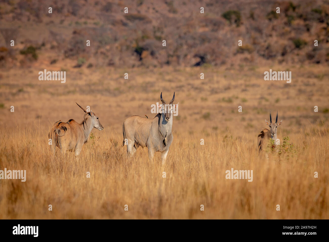 Herde Eland in das Gras in der Welgevonden Game Reserve, Südafrika. Stockfoto